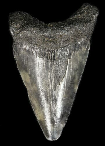 Bargain, Juvenile Megalodon Tooth #61731